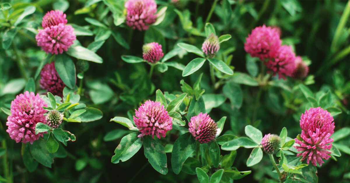 Red Clover Herb – A Blood Purifying Power House