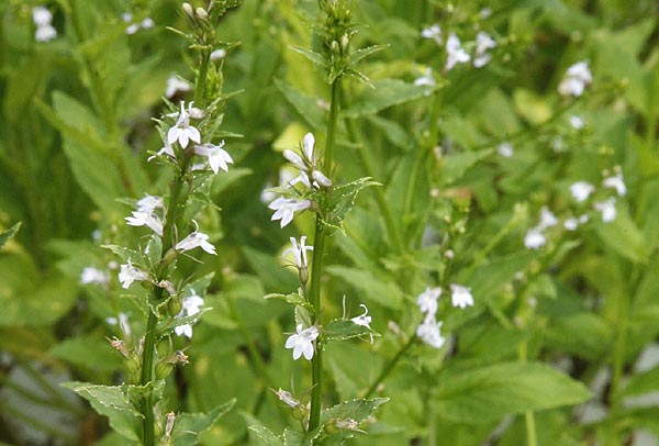 Lobelia – A Gift to Humankind